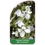 clematis-viticella-alba-luxurians-0