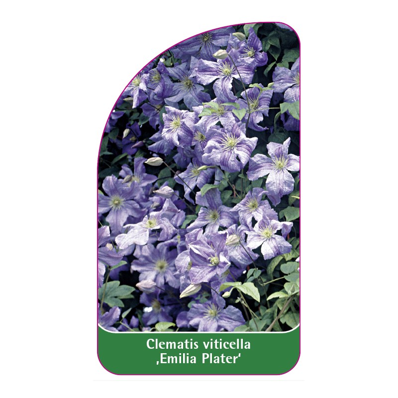 clematis-viticella-emilia-plater-a0