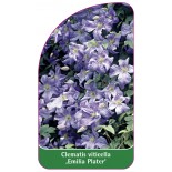 clematis-viticella-emilia-plater-a0