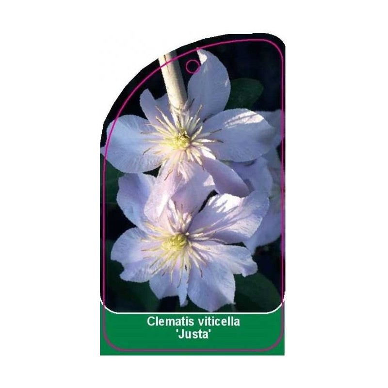 clematis-viticella-justa-a0