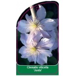 clematis-viticella-justa-a0