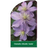 clematis-viticella-justa-b0