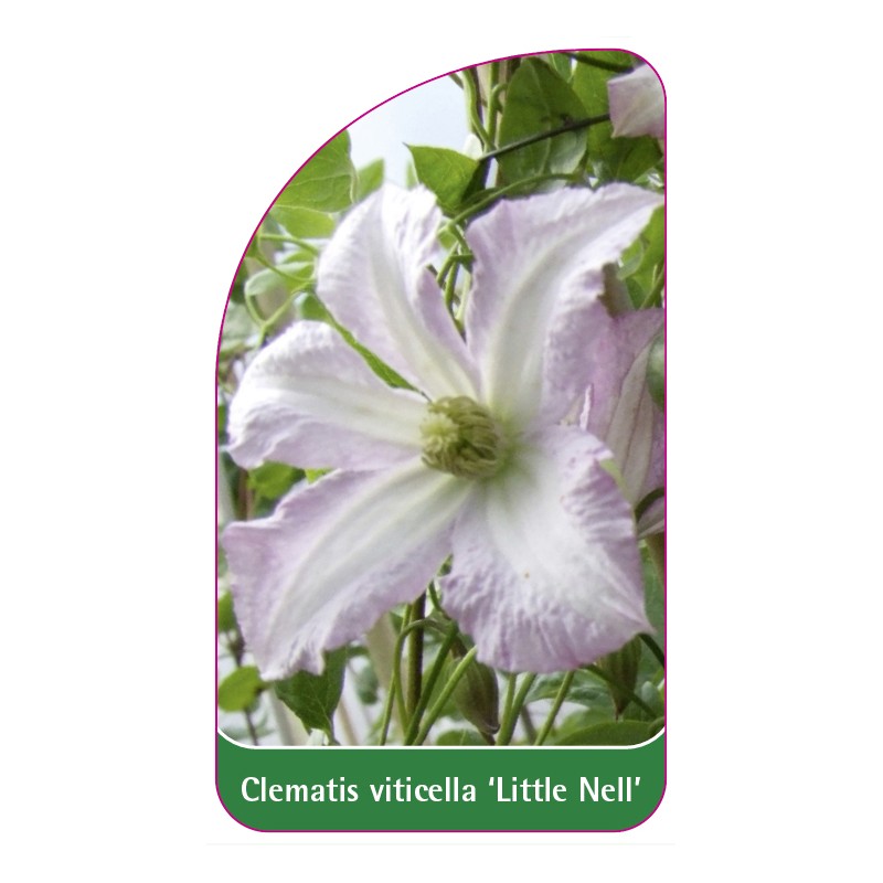 clematis-viticella-little-nell-a0