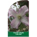 clematis-viticella-little-nell-b0