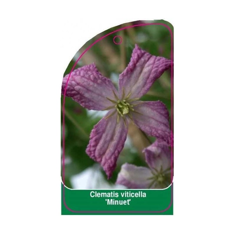 clematis-viticella-minuet-0