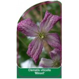 clematis-viticella-minuet-0