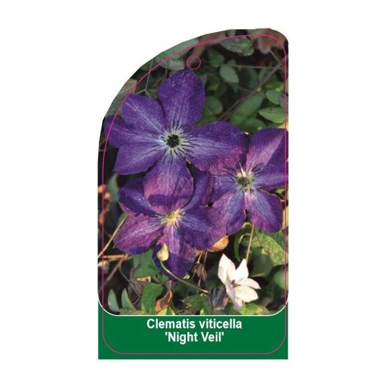 clematis-viticella-night-veil-0