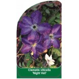 clematis-viticella-night-veil-0