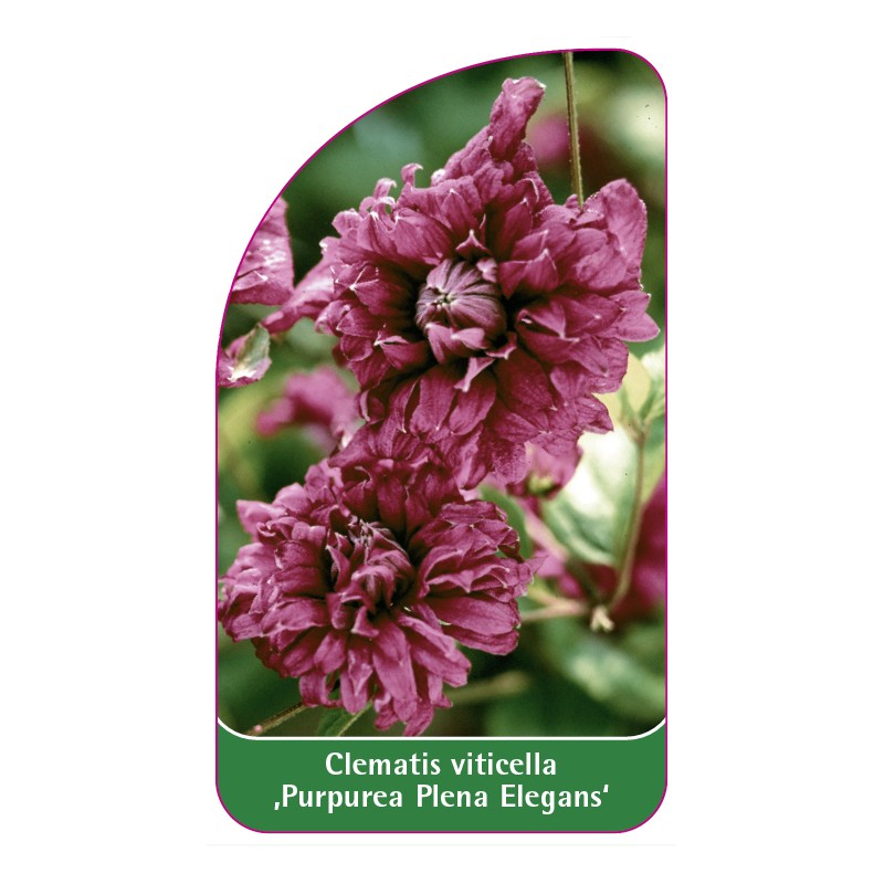 clematis-viticella-purpurea-plena-elegans-0