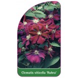 clematis-viticella-rubra-0