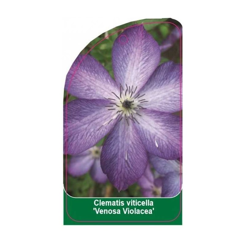 clematis-viticella-venosa-violacea-b0