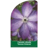 clematis-viticella-venosa-violacea-b0