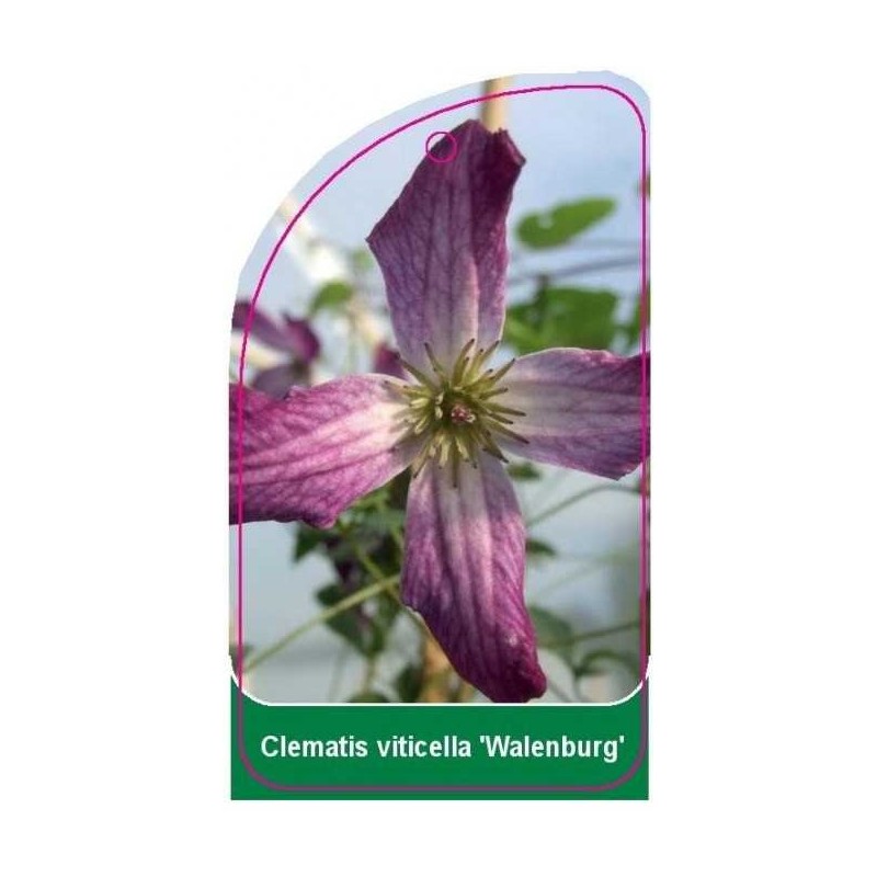 clematis-viticella-walenburg-0