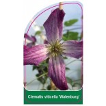 clematis-viticella-walenburg-0