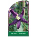 clematis-x-aromatica0