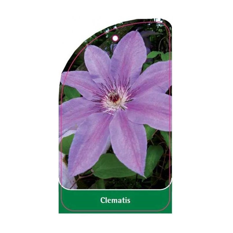 clematis-lilla-a0