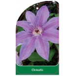 clematis-lilla-a0