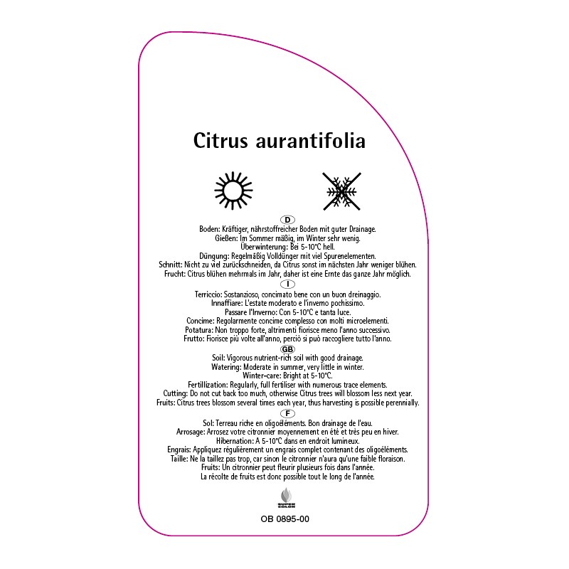 citrus-aurantifolia-limone1