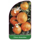 citrus-clementina-clementine0