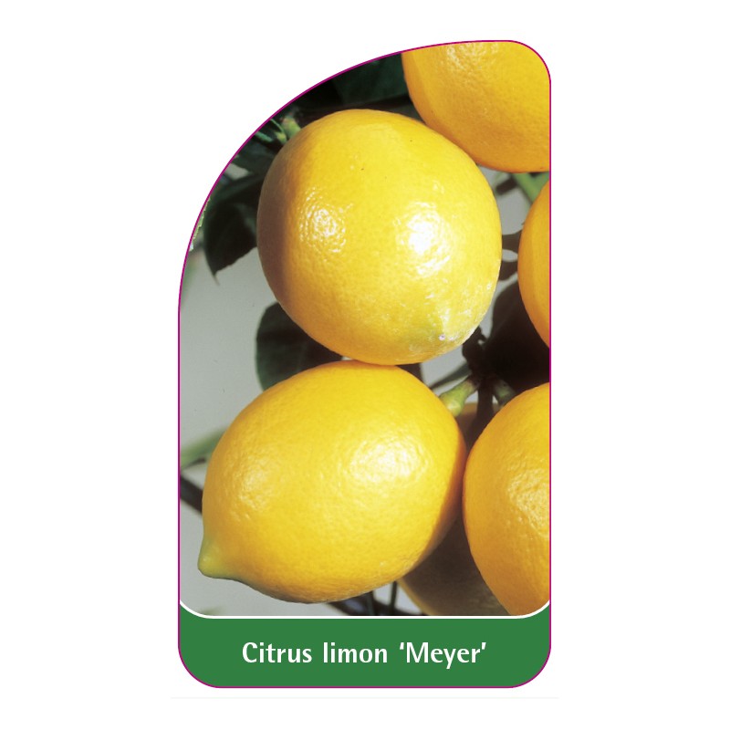 citrus-limon-meyer-zitrone0