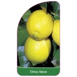 citrus-limon-zitrone0