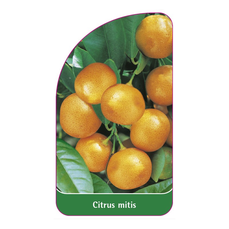 citrus-mitis-calamondin0