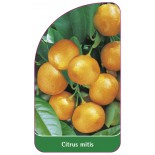 citrus-mitis-calamondin0