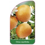 citrus-myrtifolia-bitter-orange0