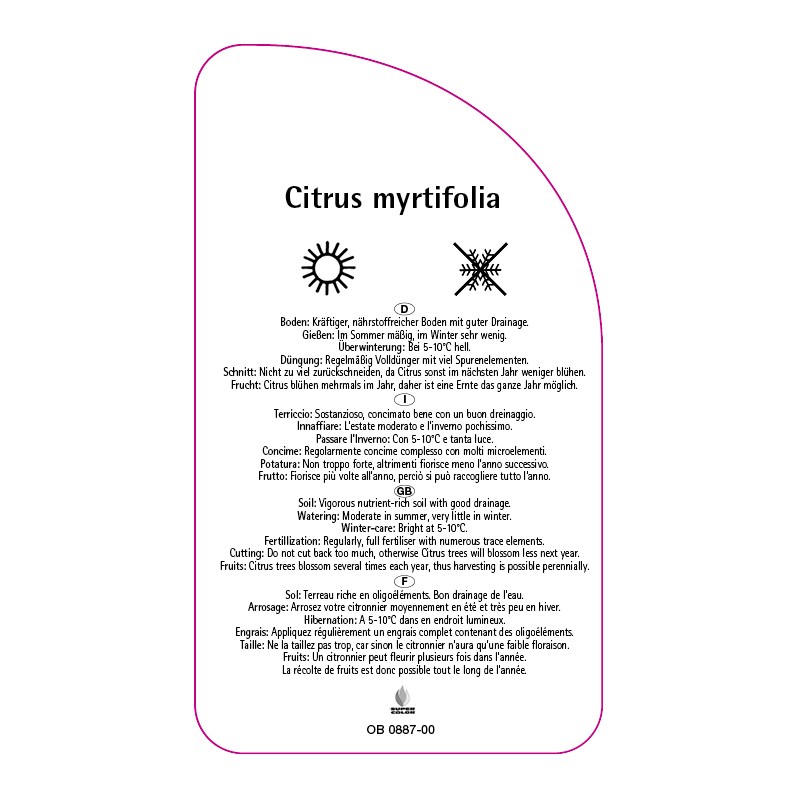 citrus-myrtifolia-bitter-orange1