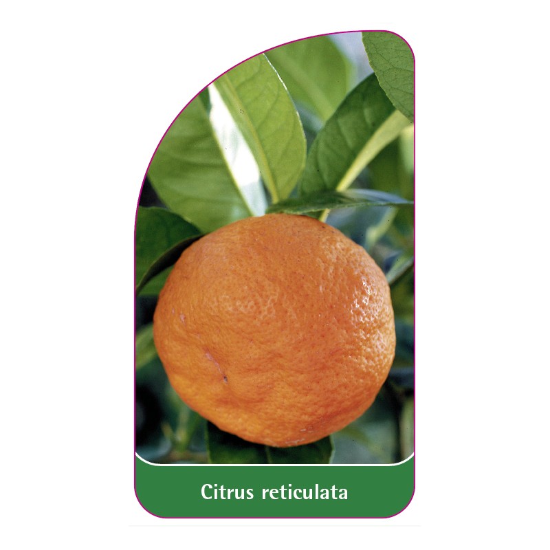 citrus-reticulata-mandarine0