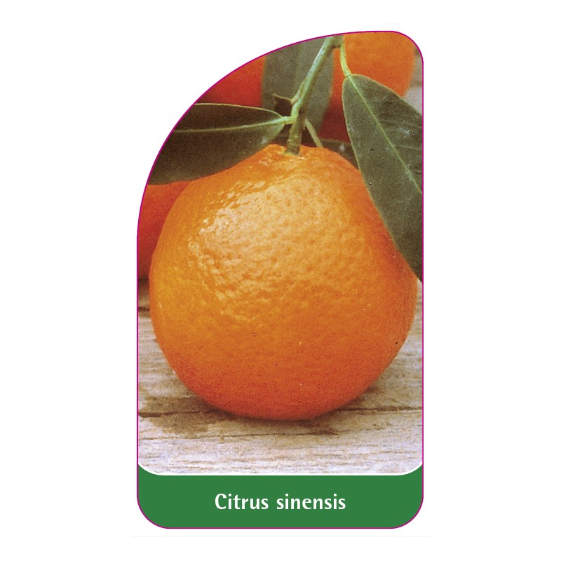 citrus-sinensis-orange0