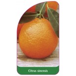 citrus-sinensis-orange0