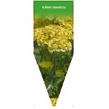 achillea-tomentosa-b0