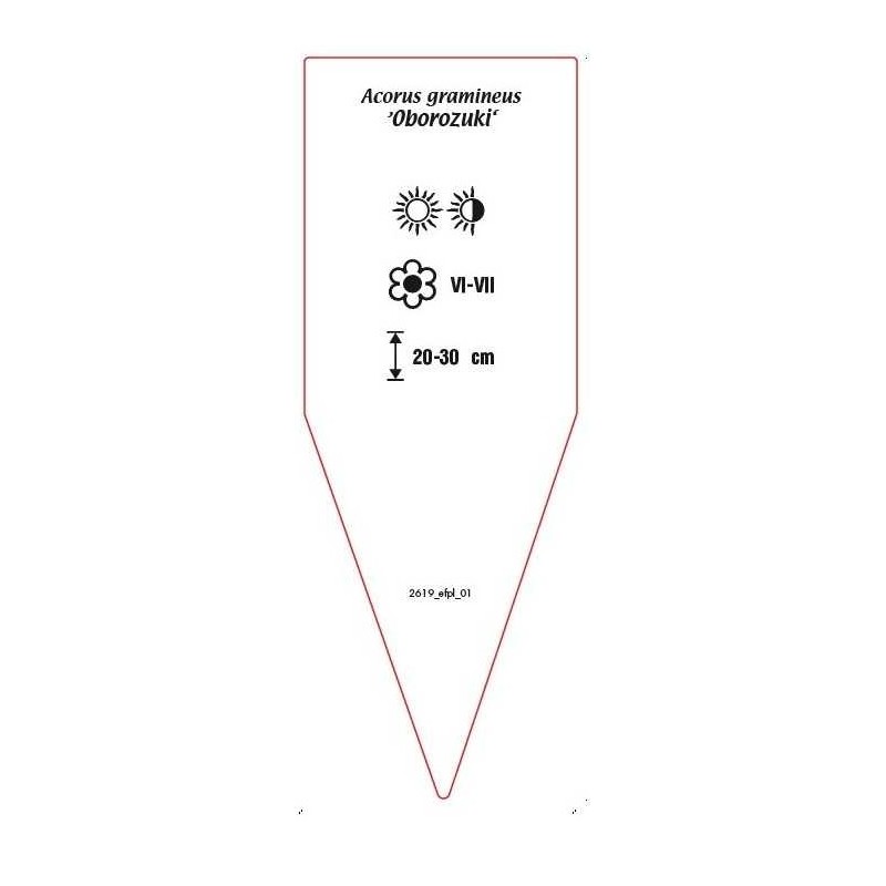 acorus-gramineus-oborozuki-1