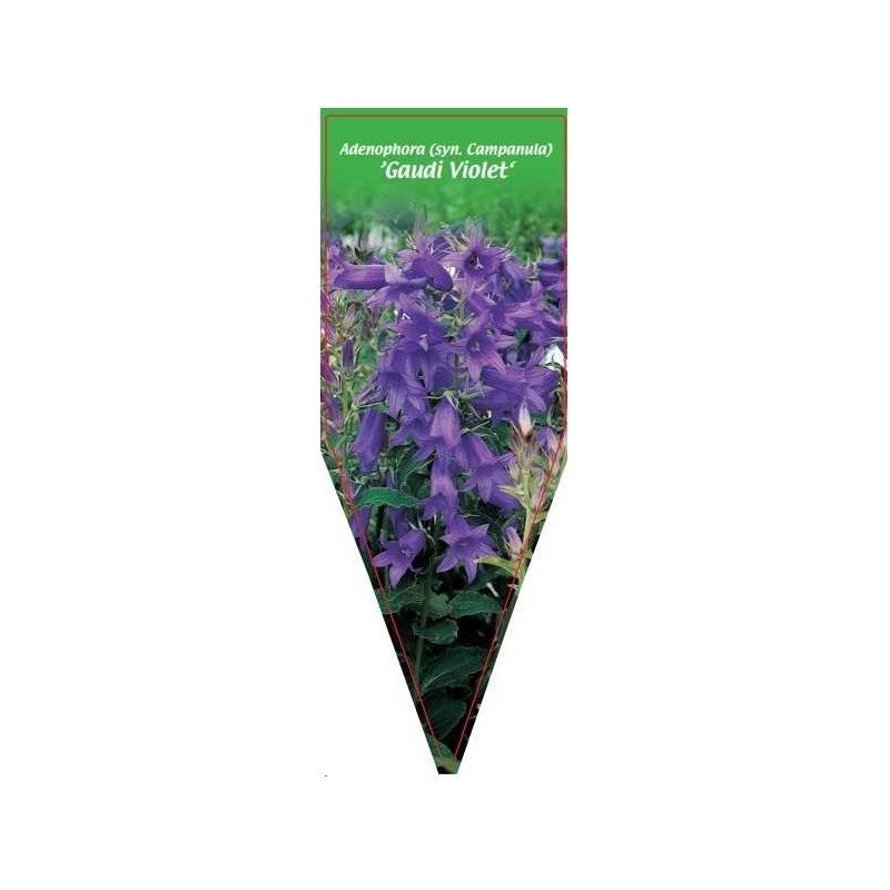 adenophora-syn-campanula-gaudi-violet-0