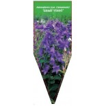 adenophora-syn-campanula-gaudi-violet-0