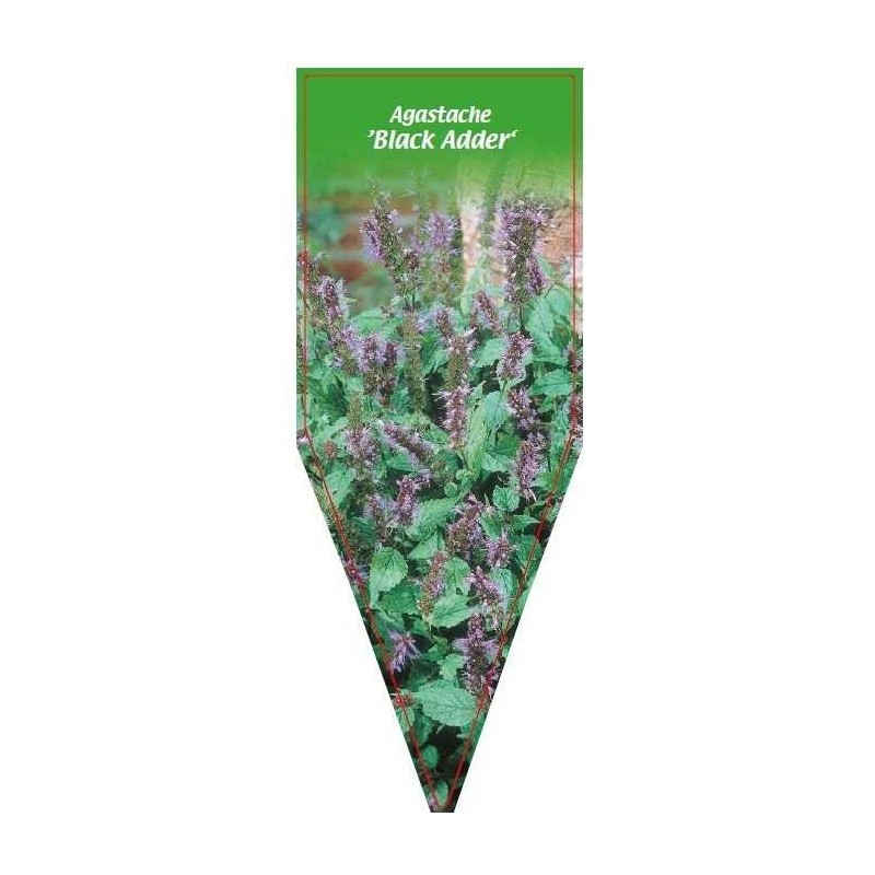 agastache-black-adder-0