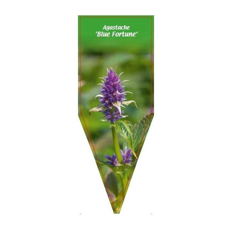 agastache-blue-fortune-0