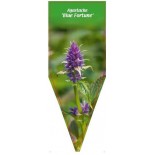 agastache-blue-fortune-0