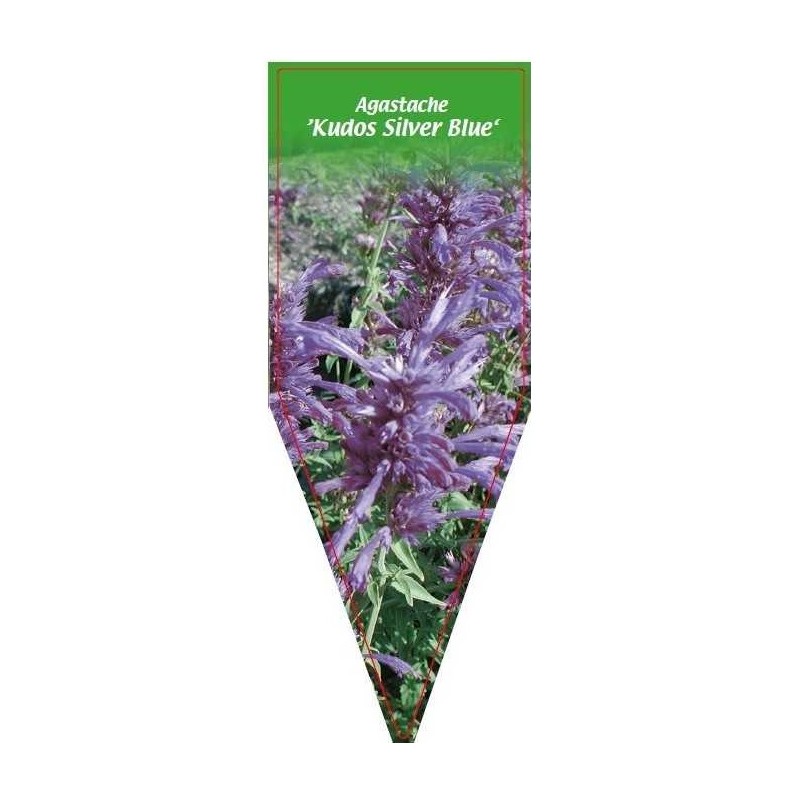 agastache-kudos-silver-blue-0