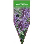 agastache-kudos-silver-blue-0