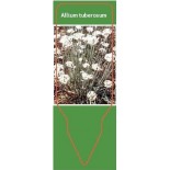 allium-tuberosum0