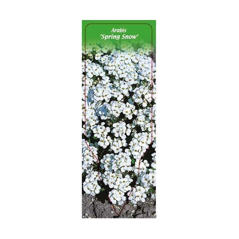 arabis-spring-snow-0