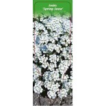 arabis-spring-snow-0