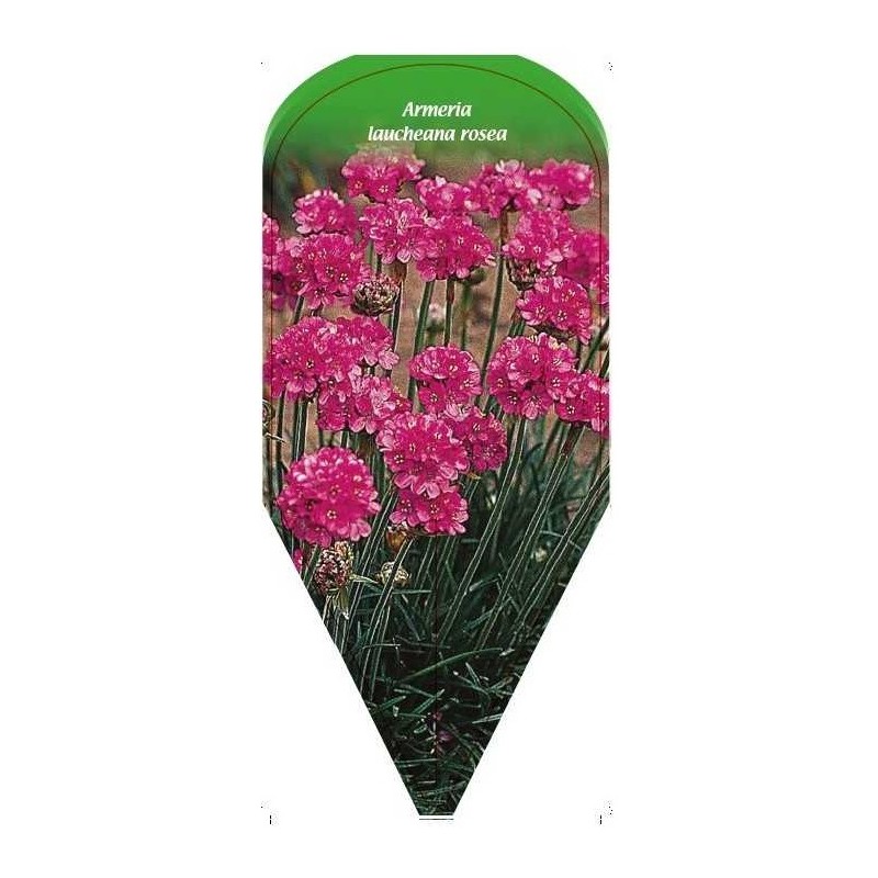 armeria-laucheana-rosea0