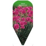 armeria-laucheana-rosea0