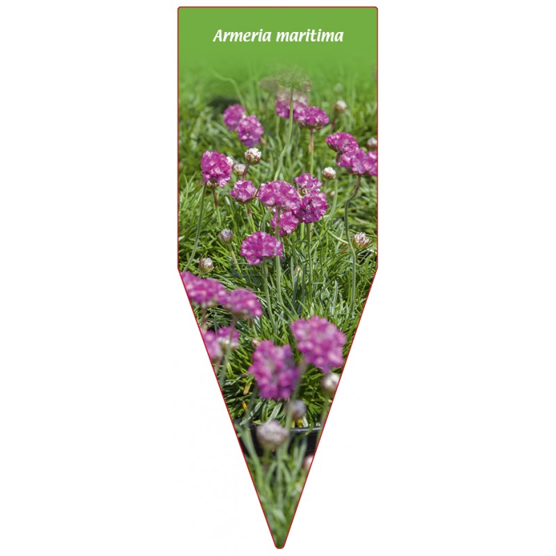 armeria-maritima-rosa-b0