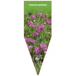 armeria-maritima-rosa-b0