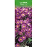 aster-alpinus-happy-end-0