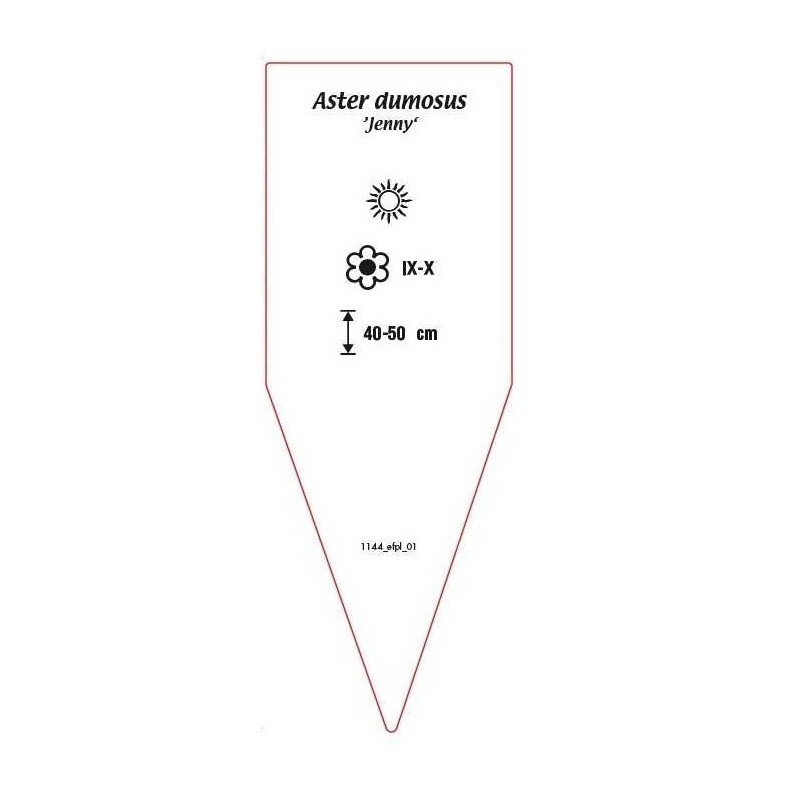 aster-dumosus-jenny-1